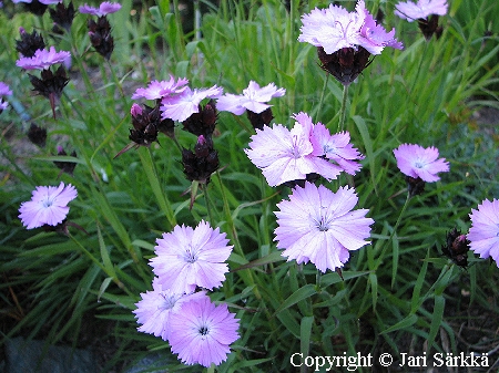 Dianthus sylvestris, metsneilikka